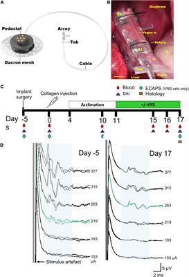 Abdominal vagus nerve stimulation alleviates collagen-induced arthritis in rats